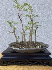 bonsai wald gebraucht kaufen  Ingolstadt