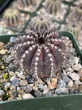 Uebelmannia pectinifera rare for sale  Murrieta