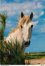 Animaux chevaux camargue d'occasion  Fruges