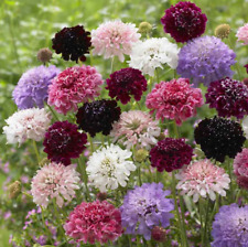 Scabiosa pincushion flower for sale  Sevierville