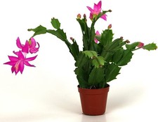 Christmas cactus live for sale  USA