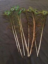 Inch natural peacock for sale  HEXHAM
