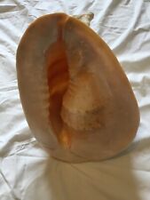 Grand coquillage conque d'occasion  Mallemort
