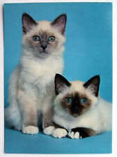 Postcard two kittens for sale  MILTON KEYNES