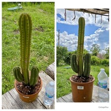 Cactus pianta fiore usato  Castiglione d'Orcia