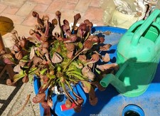 Sarracenia psittacina size usato  Montorio al Vomano