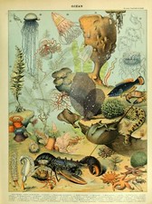 Sea life identification for sale  LONDON