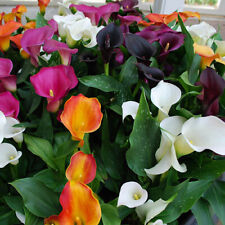 Calla lily bulbs for sale  Owego