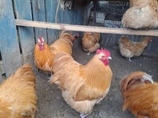 Orpington chicken eggs for sale  HULL