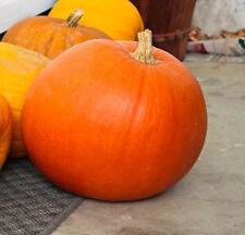 Pumpkin big max for sale  SALISBURY