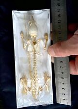 Rat skeleton taxidermy for sale Rat skeleton taxidermy for sale  LLANELLI