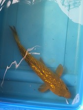 Inch gin rin for sale  Lakeland