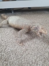 Taxidermy lizard for sale  HOUGHTON LE SPRING