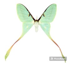 Insect moth actias d'occasion  Expédié en Belgium