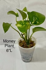 Live house plants for sale  Cambria Heights