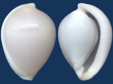 Concha Globovula cavanaghi Seashell comprar usado  Enviando para Brazil