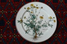 Speiseteller wurzel top gebraucht kaufen  Berlin