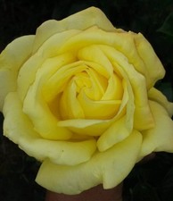 Gardener glory climbing for sale  WISBECH