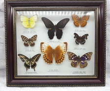 Framed collection exotic for sale  BERKHAMSTED