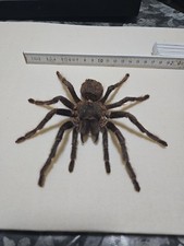 Haplopelma minax weibchen gebraucht kaufen  Halle