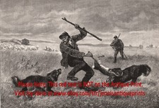 rabbit hunting dogs for sale rabbit hunting dogs for sale Lake Villa
