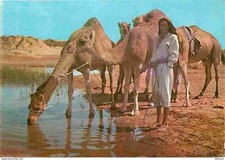 Animaux dromadaires tunisie d'occasion  Fruges