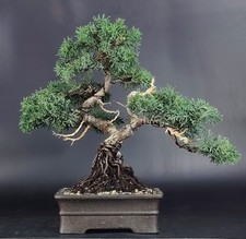 bonsai usato bonsai usato Cison di Valmarino
