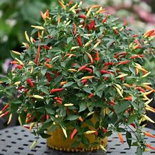 Thompson morgan chilli for sale  UK