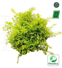 Hemianthus glomeratus pearl for sale  LEAMINGTON SPA