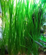 Vallisneria spiralis plante d'occasion  Tergnier