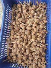 Bulbi zafferano italiano usato  Piacenza