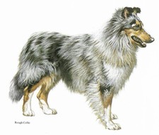 Rough collie custom for sale  Tampa