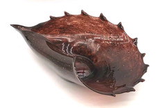 Art glass conch for sale Art glass conch for sale  West Haven