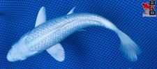 large koi for sale large koi for sale Claudville