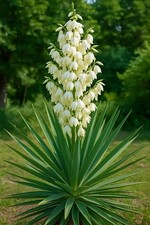 Yucca live plants for sale  Colleyville