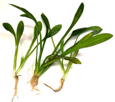 Large sagittaria subulata for sale  PLYMOUTH