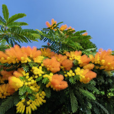 Mimosa tree seeds for sale  Ravensdale