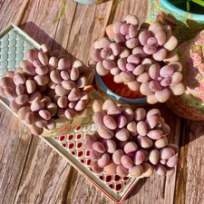 Live succulent graptopetalum for sale  Syosset