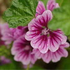 Graines mauve sylvestre d'occasion  Sabres