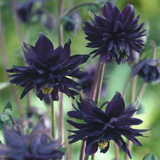 Aquilegia columbine black for sale  Huntington Beach