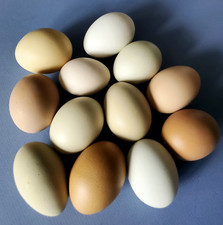 Empty chicken egg for sale  Florida