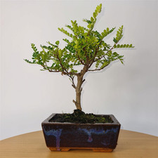 Chinese pepper bonsai for sale Chinese pepper bonsai for sale  LEEDS