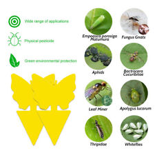 50pcs fungus gnat for sale  LONDON