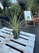 Cordyline australis lime gebraucht kaufen  Nordkirchen