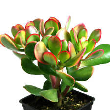 Crassula ovata sunset for sale  ANTRIM