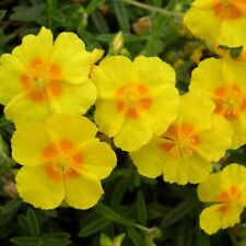 Helianthemum plug plants for sale  LONDON