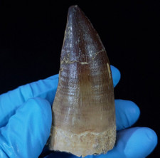 Huge mosasaur tooth for sale  North Las Vegas