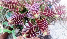 Lot feuilles crassula d'occasion  Toulon-