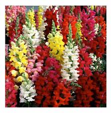 Snapdragon seeds tetra for sale  Deltona