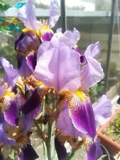 Iris schwertlilien blumen gebraucht kaufen  Villingen-Schwenningen